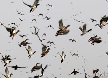 Hay seis veces más aves que humanos en el mundo: estudio