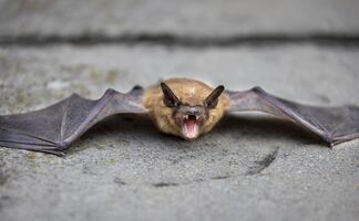 Hombre muere por rabia luego de despertar con un murciélago en el cuello