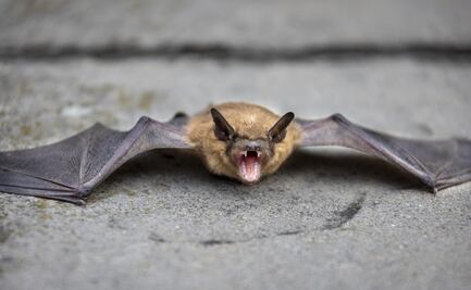 Hombre muere por rabia luego de despertar con un murciélago en el cuello