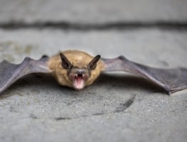 Hombre muere por rabia luego de despertar con un murciélago en el cuello