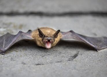 Hombre muere por rabia luego de despertar con un murciélago en el cuello