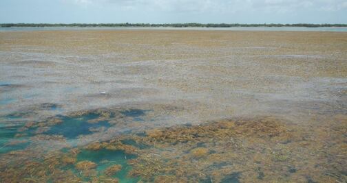 Advierten por invasión de sargazo en costa turística de Florida
