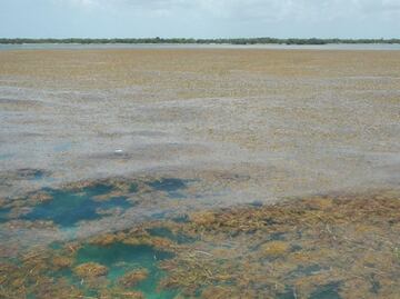 Advierten por invasión de sargazo en costa turística de Florida