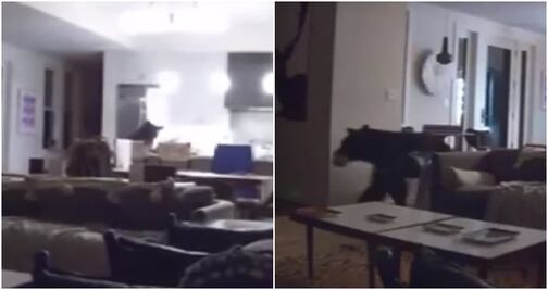 Video. Oso entra a casa de California para hurgar en refrigerador