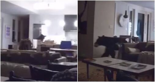 Video. Oso entra a casa de California para hurgar en refrigerador