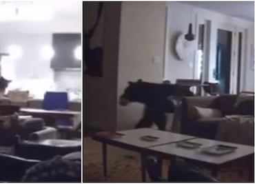 Video. Oso entra a casa de California para hurgar en refrigerador