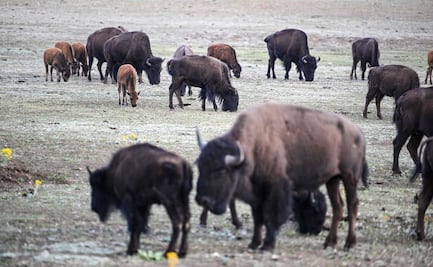 Más de 45,000 personas se ofrecen para matar bisontes en el Gran Cañón