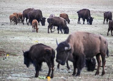 Más de 45,000 personas se ofrecen para matar bisontes en el Gran Cañón