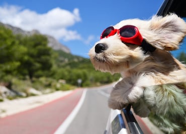 Consejos para hacer un ‘road trip’ con tu perro por los destinos de California