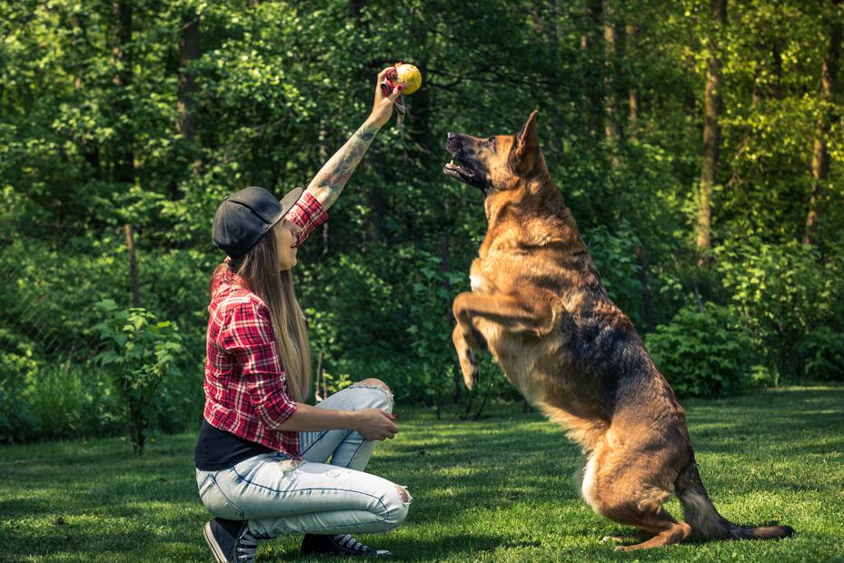 ¿Cuánto gana un entrenador de perros en Estados Unidos? Los estados que pagan más. iStock/merc67