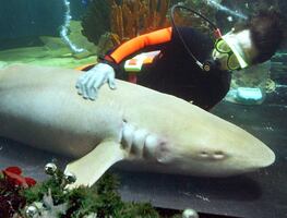 Tiburón muerde a hombre sin soltarlo durante 15 minutos