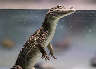 Ancestros de cocodrilos habrían caminado sobre dos patas