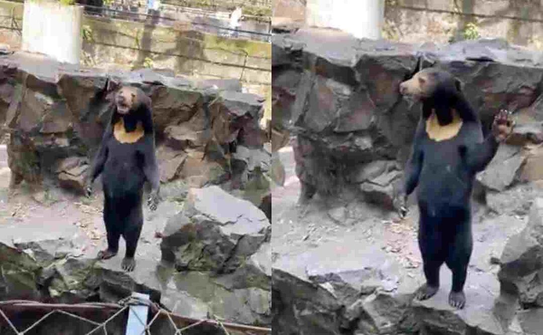 El Zoológico de Hangzhou salió a aclarar las especulaciones luego de que se volvió viral el video del oso. Foto tomada de video.