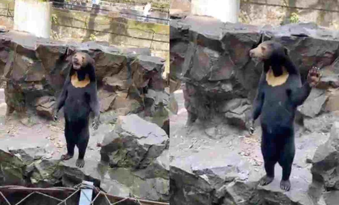 El Zoológico de Hangzhou salió a aclarar las especulaciones luego de que se volvió viral el video del oso. Foto tomada de video.
