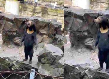 ¿Son botargas? Zoológico en China niega que sus osos sean personas disfrazadas tras video viral