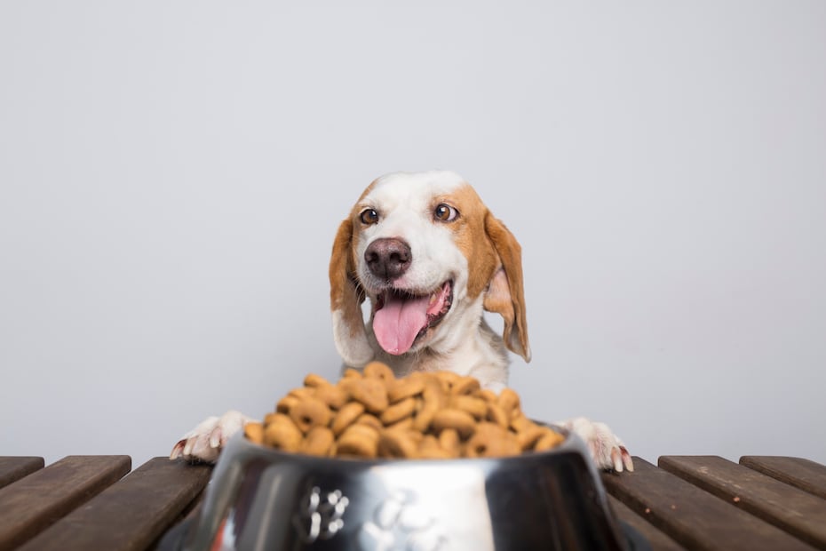 ¿Qué aromas atraen a la ‘supercucaracha’ que resiste a los químicos? iStock/Eloy-CM