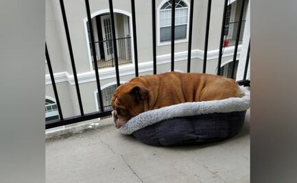 Bulldog ‘triste’ conmueve las redes por no poder salir de casa debido al aislamiento 