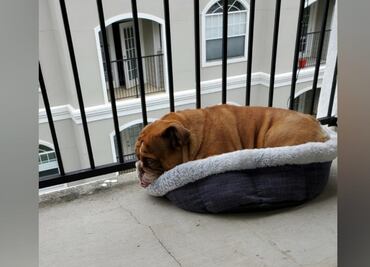 Bulldog ‘triste’ conmueve las redes por no poder salir de casa debido al aislamiento