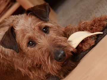 Advierten riesgo de salmonela en golosinas para perros