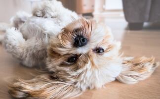 Mejores razas de perros para personas con alergias 