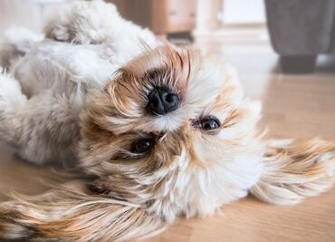 Mejores razas de perros para personas con alergias