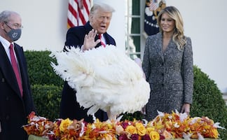 Thanksgiving 2025: Trump indultará a Gobble y Waddle, los pavos protagonistas de este año