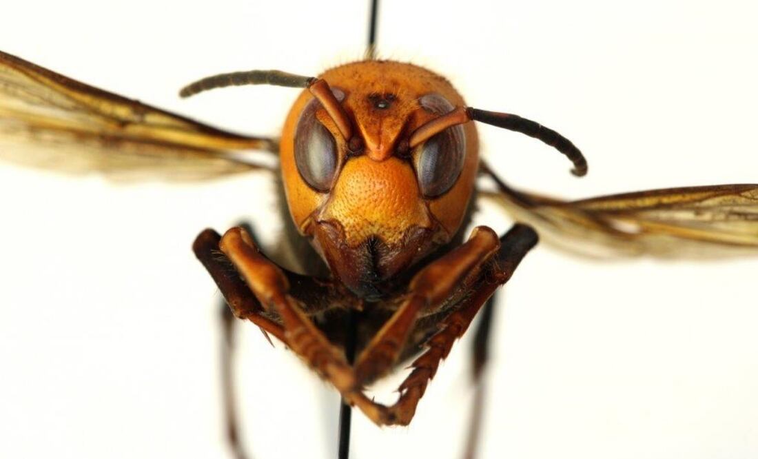 Departamento de Agricultura de Washington