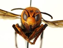 ¿El avispón asesino asiático podría extenderse por Estados Unidos?