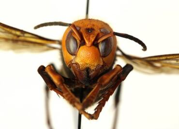 ¿El avispón asesino asiático podría extenderse por Estados Unidos?