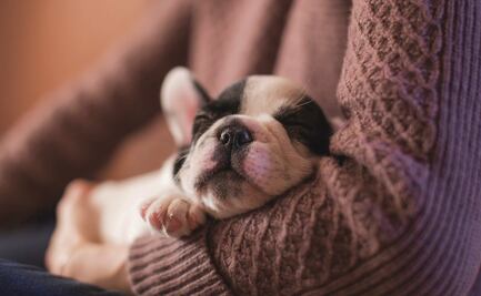 Perros de "tiendas de mascotas" están enfermando a personas: CDC