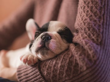 Perros de "tiendas de mascotas" están enfermando a personas: CDC