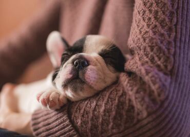 Perros de "tiendas de mascotas" están enfermando a personas: CDC
