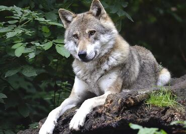 Lobos atacan a empleada de parque en Carolina del Norte