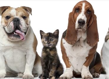Coronavirus. ¿Se puede usar detergente o gel antibacterial en perros o gatos?