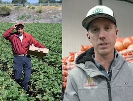 Reportan falta de trabajadores agrícolas tras deportaciones de Trump; empresario los defiende. VIDEO