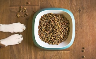 FDA alerta por toxina en alimento para perros tras muerte de 130 animales 