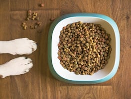 FDA alerta por toxina en alimento para perros tras muerte de 130 animales