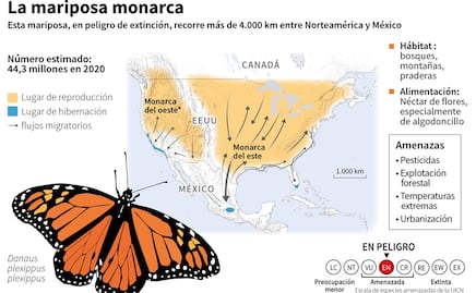La mariposa monarca entra en la lista roja de especies amenazadas