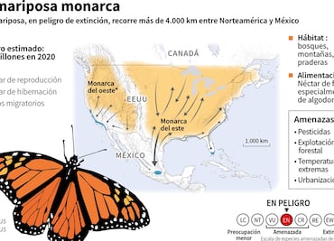 La mariposa monarca entra en la lista roja de especies amenazadas