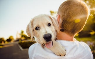 ¿Con quién se queda el perro? La realidad de las mascotas tras los divorcios