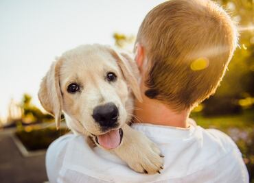 ¿Con quién se queda el perro? La realidad de las mascotas tras los divorcios