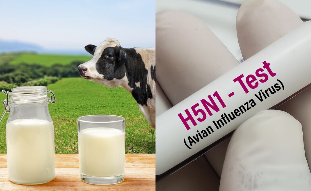 Alertan por leche de vaca cruda infectada con gripe aviar. Foto: iATOCK-flyingv43-Md Babul Hosen