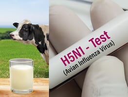 Gripe aviar. Investigación alerta por contaminación potencialmente “peligrosa” de leche cruda