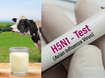 Gripe aviar. Investigación alerta por contaminación potencialmente “peligrosa” de leche cruda