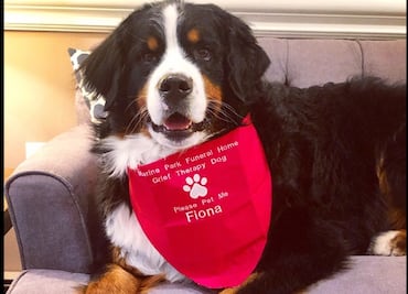 Premian a perrita que consuela a personas en funeraria de Brooklyn