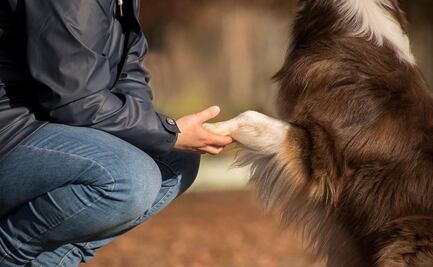 La genética da pistas de cómo el perro se convirtió en nuestro 'mejor amigo'