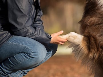 La genética da pistas de cómo el perro se convirtió en nuestro 'mejor amigo'