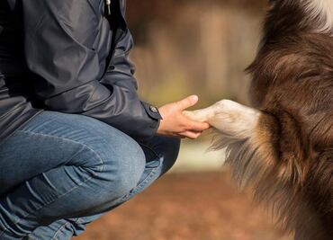 La genética da pistas de cómo el perro se convirtió en nuestro 'mejor amigo'