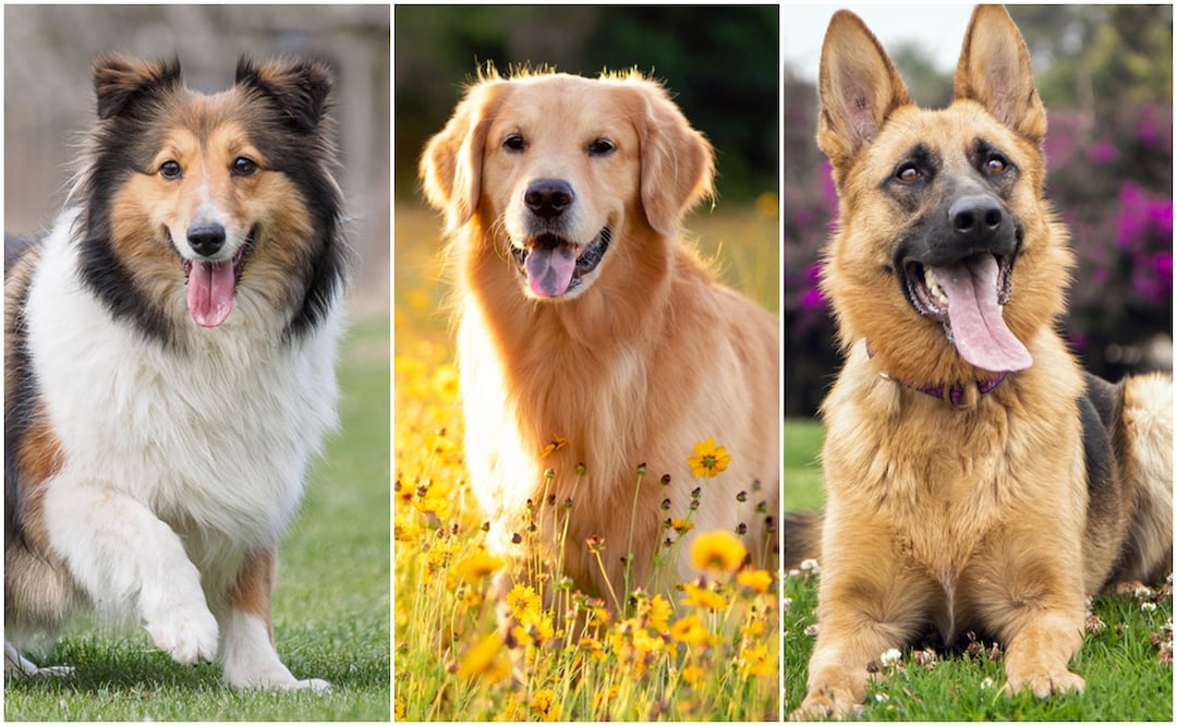 Razas de perros inteligentes. Foto: Foto: iSTOCK-yanjf-VictorRicoFoto-Tatyana Consaul
