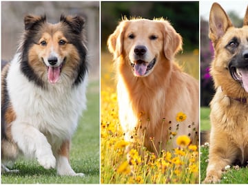 Las 10 razas de perros más inteligentes, de acuerdo con American Kennel Club